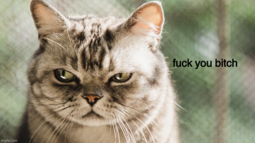 fuck you bitch | image tagged in fuck you bitch | made w/ Imgflip meme maker