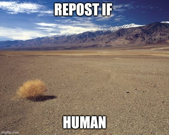 desert tumbleweed | REPOST IF; HUMAN | image tagged in desert tumbleweed | made w/ Imgflip meme maker