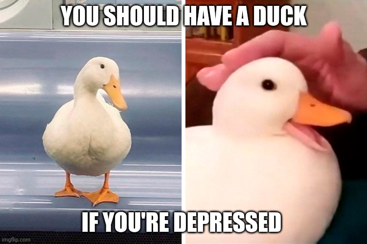 YOU SHOULD HAVE A DUCK; IF YOU'RE DEPRESSED | image tagged in duck | made w/ Imgflip meme maker