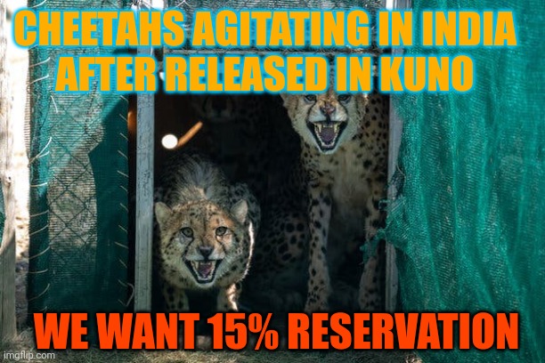 Cheetahs in india | CHEETAHS AGITATING IN INDIA
AFTER RELEASED IN KUNO; WE WANT 15% RESERVATION | image tagged in news,funny memes,politics | made w/ Imgflip meme maker