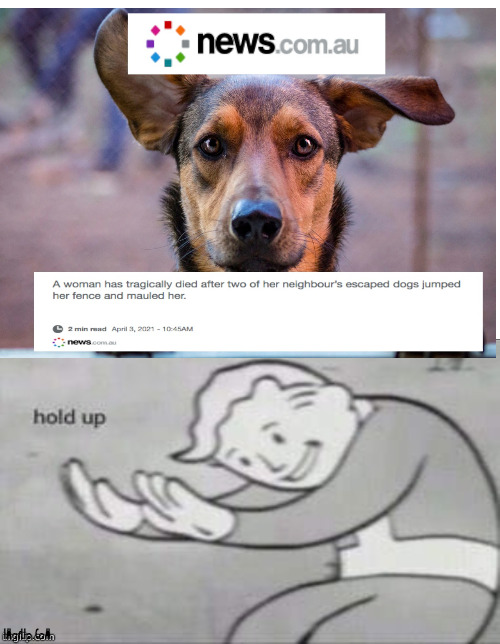 When the neightbour doggo mauls you to death | image tagged in dog,news,hold on,death | made w/ Imgflip meme maker