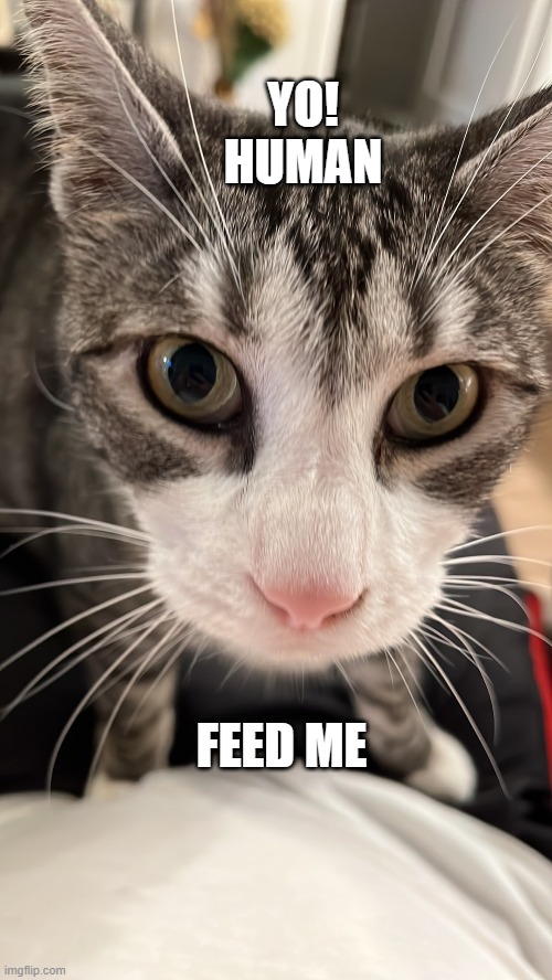 YO!

HUMAN; FEED ME | made w/ Imgflip meme maker