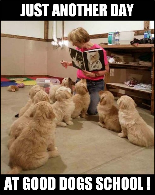 That's A Class I Want To See ! | JUST ANOTHER DAY; AT GOOD DOGS SCHOOL ! | image tagged in dogs,puppies,good,school | made w/ Imgflip meme maker