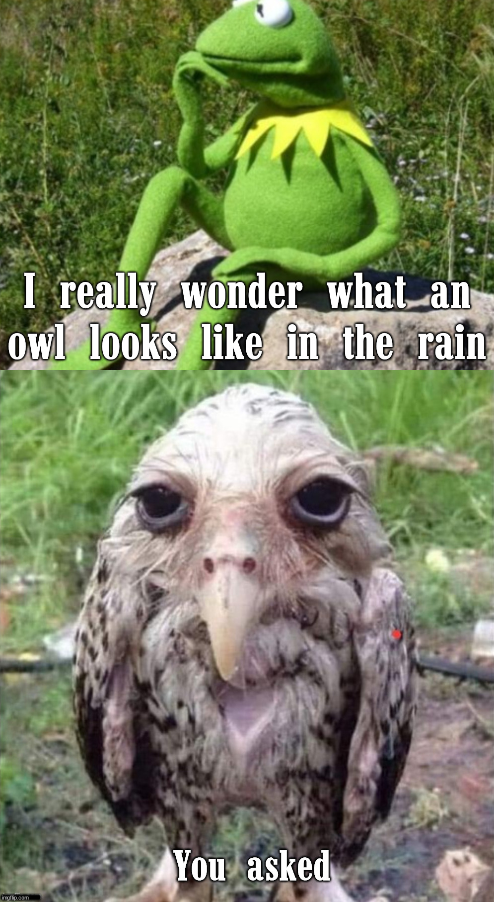 Sometimes it is better not knowing |  I really wonder what an owl looks like in the rain; .......... You asked | image tagged in some times i wonder,unsee,owls,wet | made w/ Imgflip meme maker