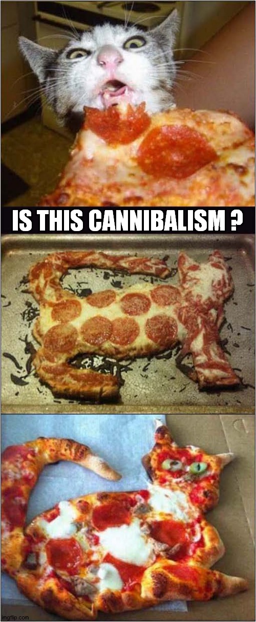 Pizza Cat ! | IS THIS CANNIBALISM ? | image tagged in cats,pizza cat,cannibalism | made w/ Imgflip meme maker