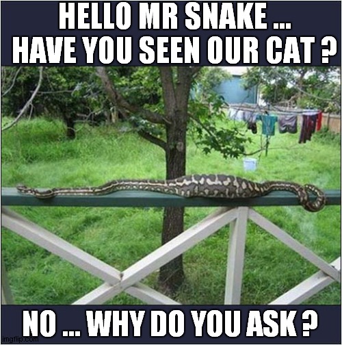 Suspicious Bulge ! | HELLO MR SNAKE ...
HAVE YOU SEEN OUR CAT ? NO ... WHY DO YOU ASK ? | image tagged in snake,suspicious,cat,disappeared,denial | made w/ Imgflip meme maker
