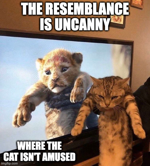 Cat Being Held by Owner | THE RESEMBLANCE IS UNCANNY; WHERE THE CAT ISN'T AMUSED | image tagged in cats,cubs,memes | made w/ Imgflip meme maker