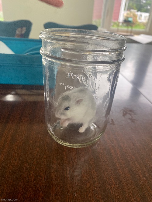 My sister put her hamster in this jar while she was cleaning out his cage. His name is Rino | made w/ Imgflip meme maker