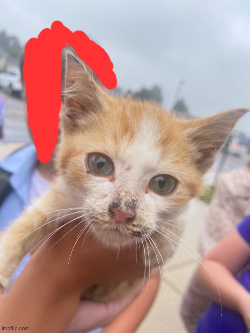 a kitten someone found outside my school (he has a home now) | image tagged in meow | made w/ Imgflip meme maker