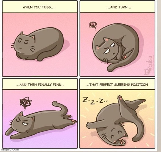 I have one cat that sleeps crazy like that | image tagged in cat,cartoon,comics | made w/ Imgflip meme maker