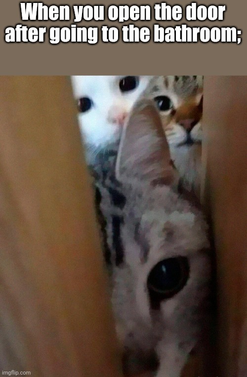 Watcha doing? | When you open the door after going to the bathroom; | image tagged in cat,bathroom,cats | made w/ Imgflip meme maker