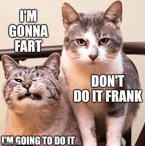 He's going to do it | I'M GONNA FART; DON'T DO IT FRANK; I'M GOING TO DO IT | image tagged in cat,cats | made w/ Imgflip meme maker