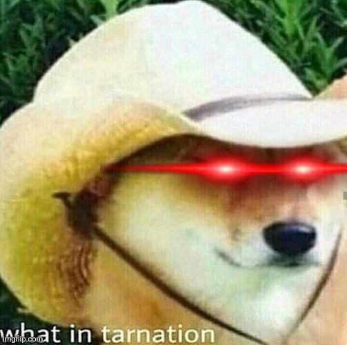 What in tarnation dog | image tagged in what in tarnation dog | made w/ Imgflip meme maker