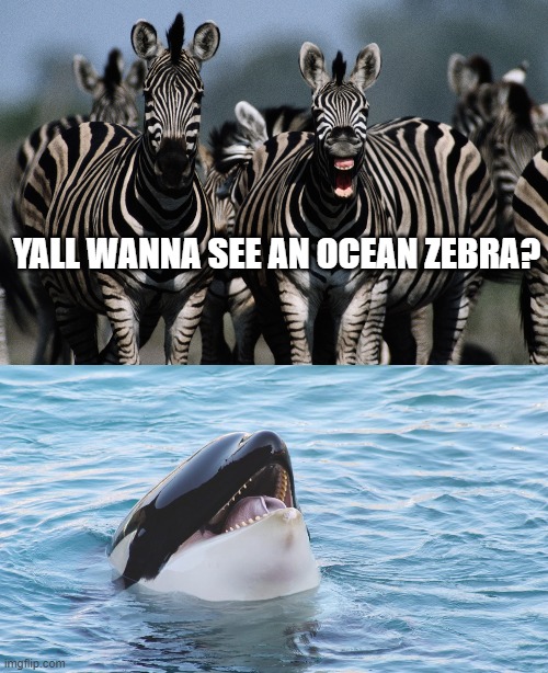It's not a myth! | YALL WANNA SEE AN OCEAN ZEBRA? | image tagged in myth,ocean,zebra,orca,conspiracy theory,fishy | made w/ Imgflip meme maker