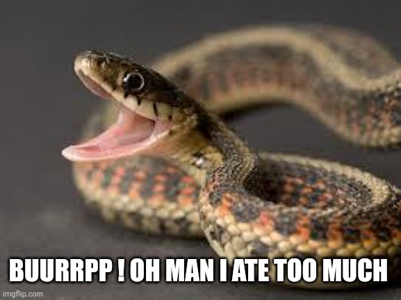 Warning Snake | BUURRPP ! OH MAN I ATE TOO MUCH | image tagged in warning snake | made w/ Imgflip meme maker