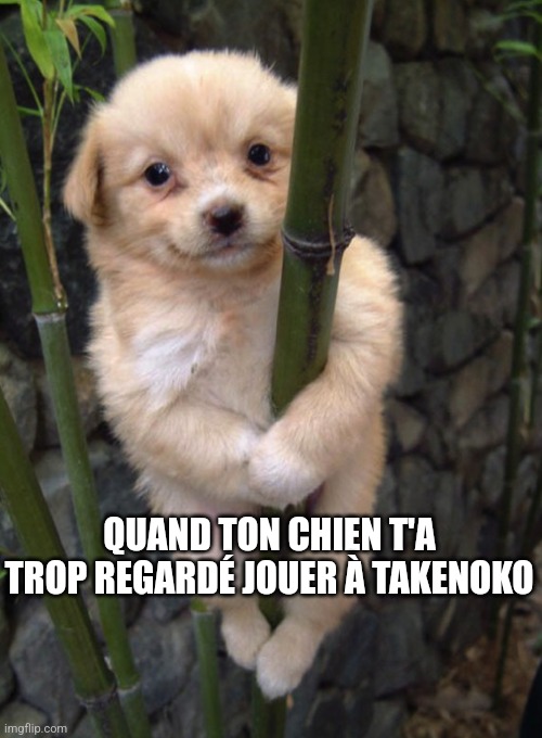 QUAND TON CHIEN T'A TROP REGARDÉ JOUER À TAKENOKO | made w/ Imgflip meme maker