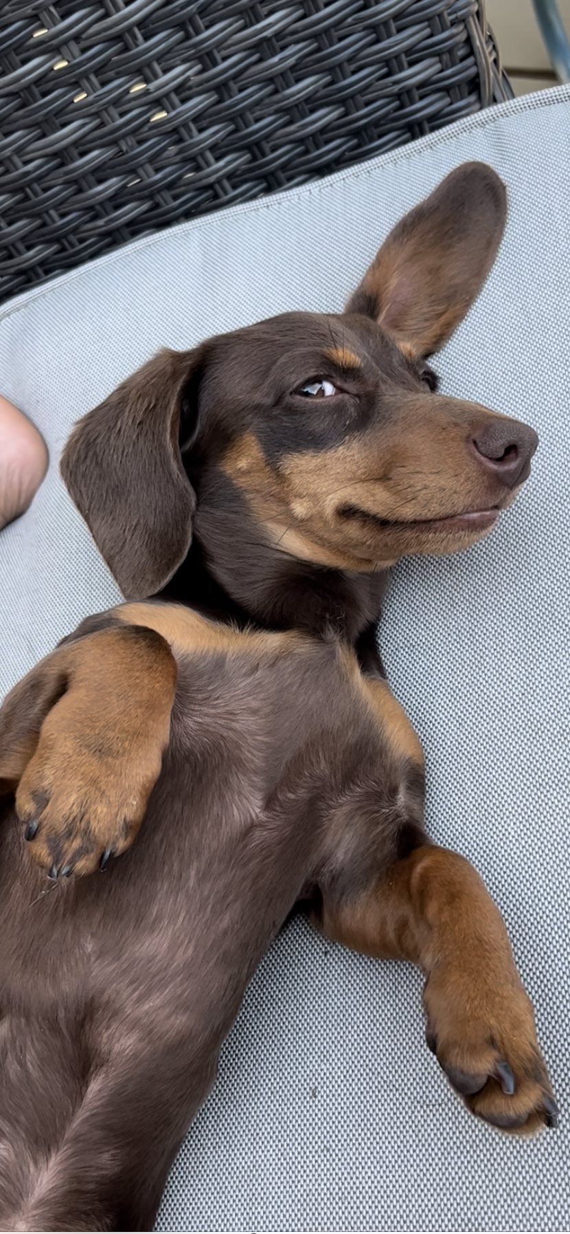 Where my treats at Blank Meme Template