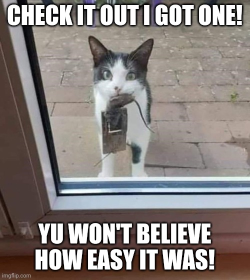 HE GOT THE SPIRIT, I'LL GIVE HIM THAT | CHECK IT OUT I GOT ONE! YU WON'T BELIEVE HOW EASY IT WAS! | image tagged in cats,funny cats | made w/ Imgflip meme maker