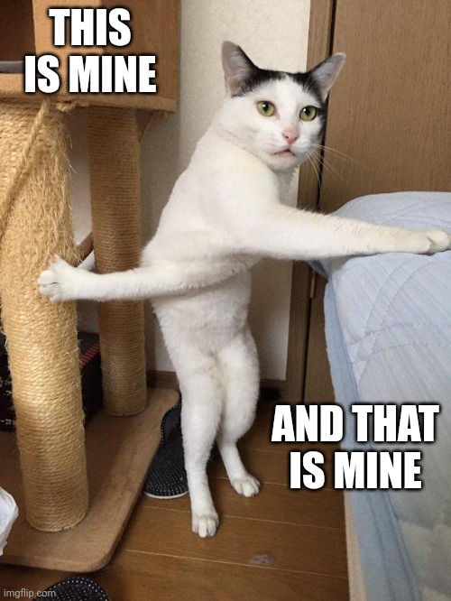 DON'T TOUCH KITTIES STUFF | THIS IS MINE; AND THAT IS MINE | image tagged in cats,funny cats | made w/ Imgflip meme maker