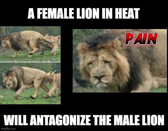 In the Jungle the lion gets no sleep tonight. | A FEMALE LION IN HEAT; WILL ANTAGONIZE THE MALE LION | image tagged in lion,lions romance,male privilege | made w/ Imgflip meme maker