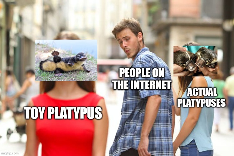 Platypuses | PEOPLE ON THE INTERNET; ACTUAL PLATYPUSES; TOY PLATYPUS | image tagged in memes,distracted boyfriend | made w/ Imgflip meme maker