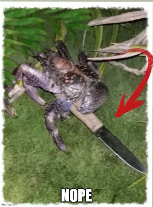 Nope nope nope nope nope nope nope | NOPE | image tagged in crabs,knife,scary,scary animals,crabs are the pinacle of evolution,false crabs | made w/ Imgflip meme maker