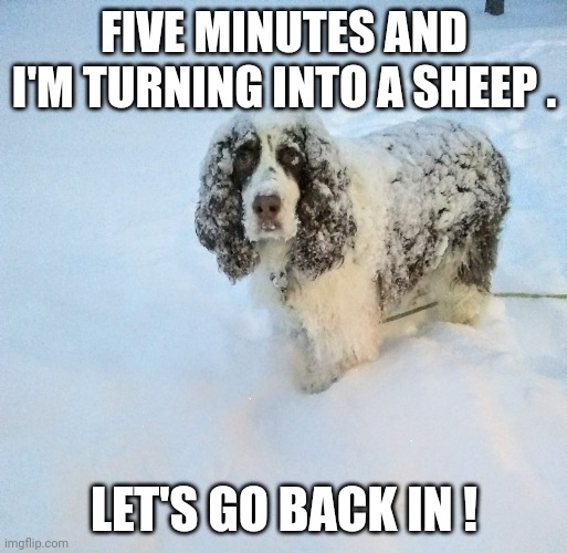 Snowy dog | FIVE MINUTES AND I'M TURNING INTO A SHEEP . LET'S GO BACK IN ! | image tagged in callochrie | made w/ Imgflip meme maker