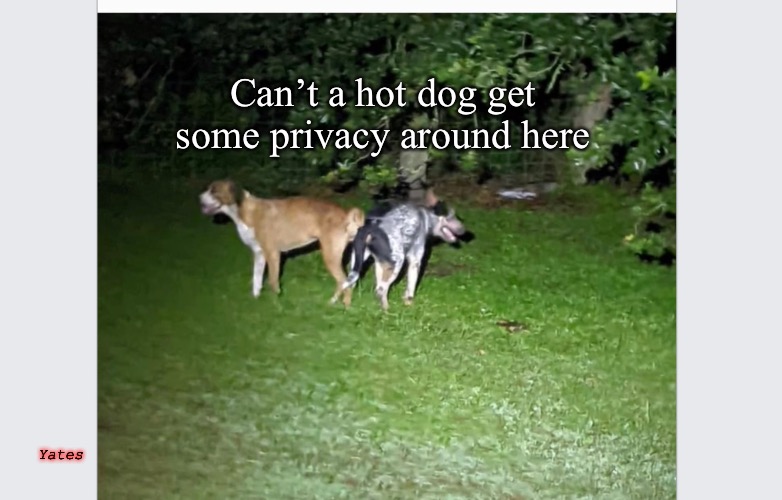 Hot dogs |  Can’t a hot dog get some privacy around here; Yates | image tagged in hot dogs | made w/ Imgflip meme maker