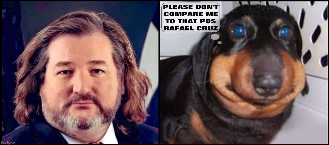 image tagged in ted cruz,dog,puppy,qanon cult,clown car republicans,rafael cruz | made w/ Imgflip meme maker