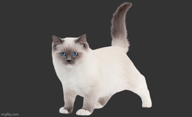 Birman OC | image tagged in birman oc | made w/ Imgflip meme maker