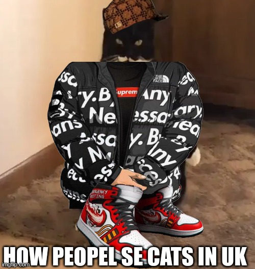 UK CATS | HOW PEOPEL SE CATS IN UK | image tagged in funny,big,mumbo jumbo,united kingdom,drip | made w/ Imgflip meme maker