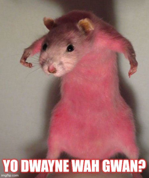 Rat | YO DWAYNE WAH GWAN? | image tagged in rat | made w/ Imgflip meme maker