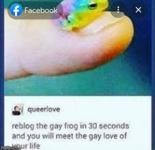 go on, REBLOG | image tagged in frog,gay,repost | made w/ Imgflip meme maker