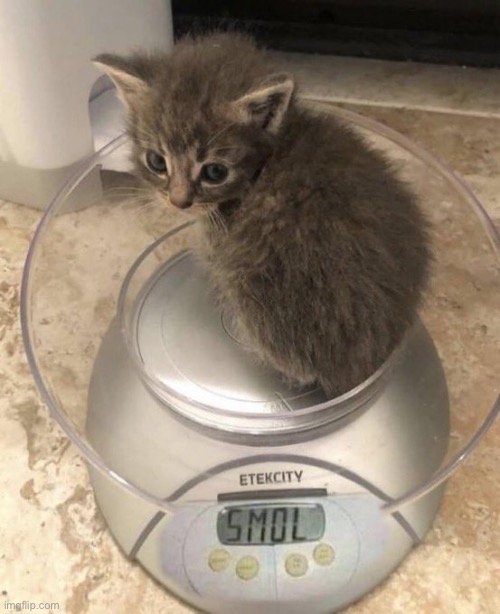 Cat on the scale | image tagged in cats,scale,smol,smol cat | made w/ Imgflip meme maker