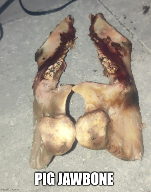 PIG JAWBONE | made w/ Imgflip meme maker