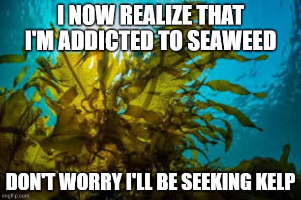 seaweed | I NOW REALIZE THAT I'M ADDICTED TO SEAWEED; DON'T WORRY I'LL BE SEEKING KELP | image tagged in plants | made w/ Imgflip meme maker