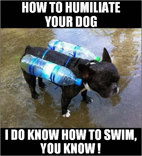 Overprotective Owner ? | HOW TO HUMILIATE
 YOUR DOG; I DO KNOW HOW TO SWIM,
YOU KNOW ! | image tagged in dogs,humiliation,swimming,overprotective | made w/ Imgflip meme maker