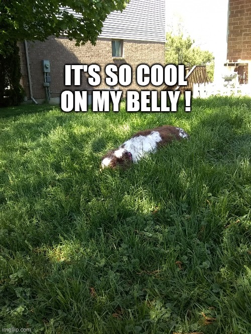 Cool on my belly | IT'S SO COOL ON MY BELLY ! | image tagged in cool on my belly | made w/ Imgflip meme maker