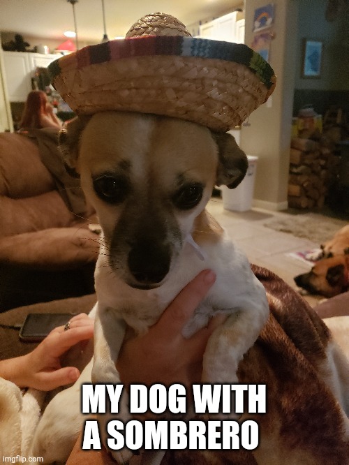 Dog reveal | MY DOG WITH A SOMBRERO | made w/ Imgflip meme maker