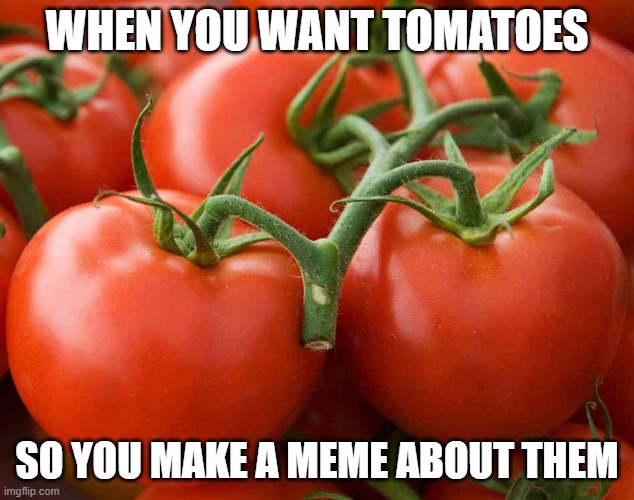 Tomatoes For The Win | WHEN YOU WANT TOMATOES; SO YOU MAKE A MEME ABOUT THEM | image tagged in tomato,tomatoes,food,silly,random,wait what | made w/ Imgflip meme maker