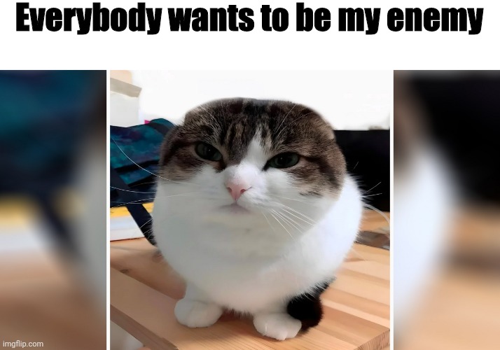 Wawa Cat (Oh the misery) | Everybody wants to be my enemy | image tagged in wawa cat oh the misery | made w/ Imgflip meme maker