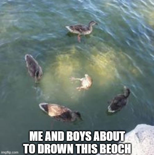 Looks Like a Beat Down in Progress | ME AND BOYS ABOUT TO DROWN THIS BEOCH | image tagged in funny ducks | made w/ Imgflip meme maker