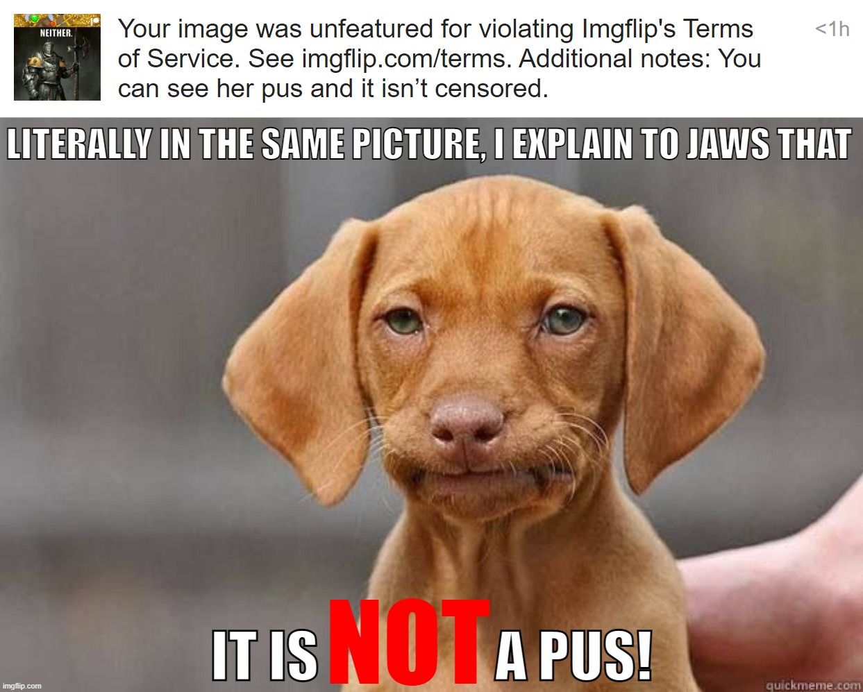 It's her SLIT! She's a dragon, Dummy! Ask Jaws! | LITERALLY IN THE SAME PICTURE, I EXPLAIN TO JAWS THAT; NOT; IT IS                A PUS! | image tagged in disappointed dog | made w/ Imgflip meme maker