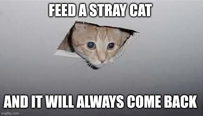 ceiling cat | FEED A STRAY CAT AND IT WILL ALWAYS COME BACK | image tagged in ceiling cat | made w/ Imgflip meme maker
