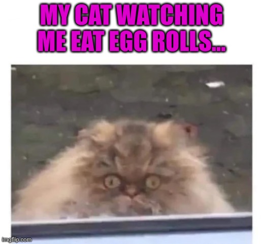 Not again |  MY CAT WATCHING ME EAT EGG ROLLS... | image tagged in cat,egg rolls,chinese food,no,this is not okie dokie | made w/ Imgflip meme maker