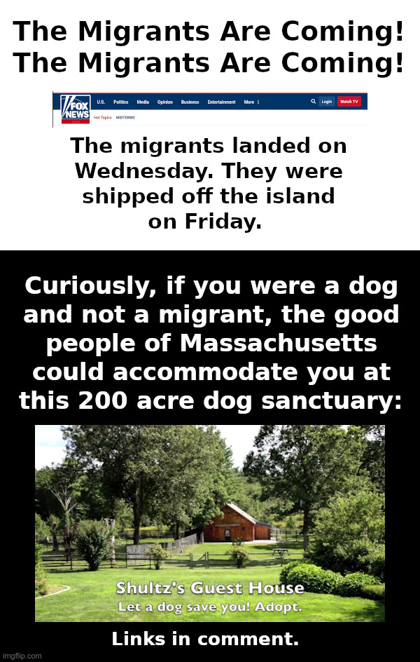 The Migrants Are Coming! The Migrants Are Coming! | image tagged in marthas vineyard,massachusetts,liberals,sanctuary cities,migrants,dogs | made w/ Imgflip meme maker
