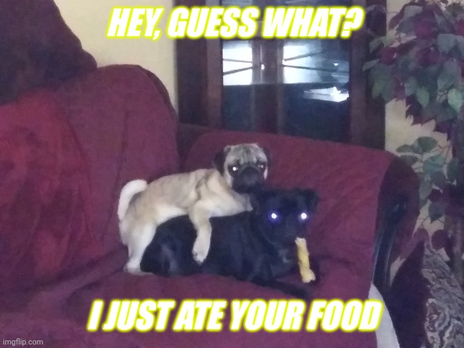 The Pug and Hug Pug | HEY, GUESS WHAT? I JUST ATE YOUR FOOD | image tagged in the pug and hug pug | made w/ Imgflip meme maker