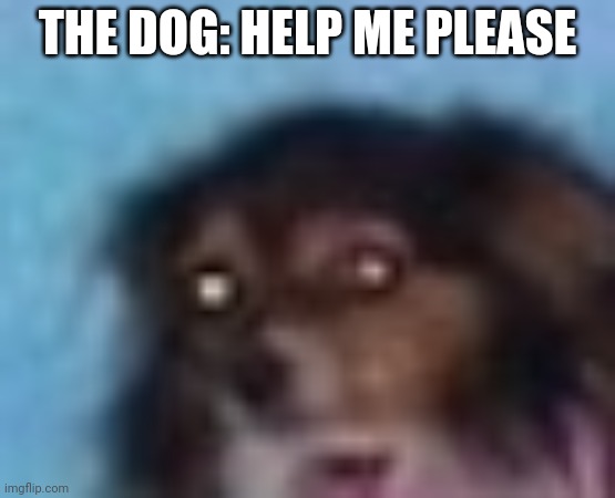 THE DOG: HELP ME PLEASE | made w/ Imgflip meme maker