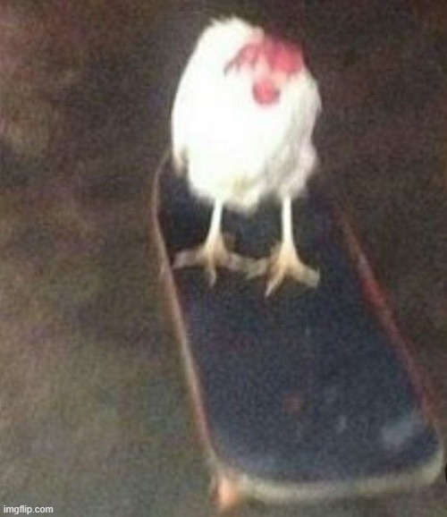 hiiiiiiiiiiiiiiiiii | image tagged in dog on skateboard | made w/ Imgflip meme maker