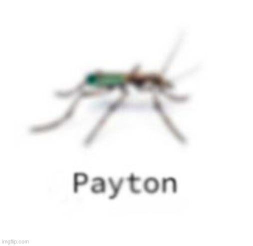 payton my beloved | made w/ Imgflip meme maker